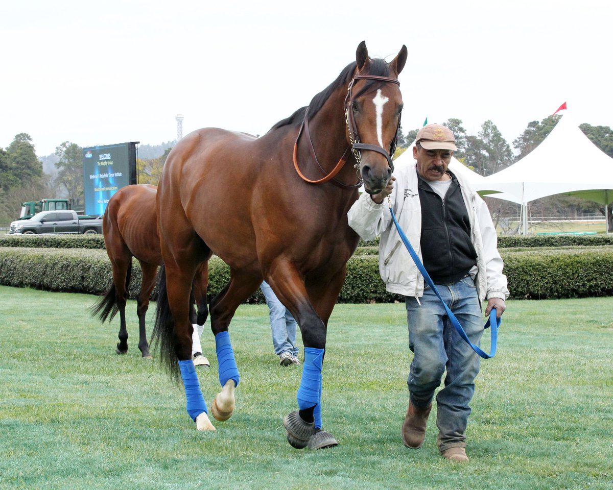 TracksideJennie's tweet photo. Check out my videos on Rebel contenders at https://t.co/Vlf6WowrKv! @OaklawnRacing @KentuckyDerby @kyhighs @wave3news @FredCowgillWLKY https://t.co/XYAGQJ8ISs