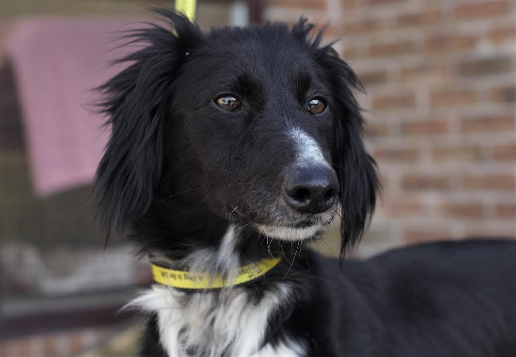 SWLondonDogs's tweet image. Do you agree that this dog is #Richmond local, Ronnie Wood's doppelgänger?! @dogstrust buff.ly/2nzjiNI