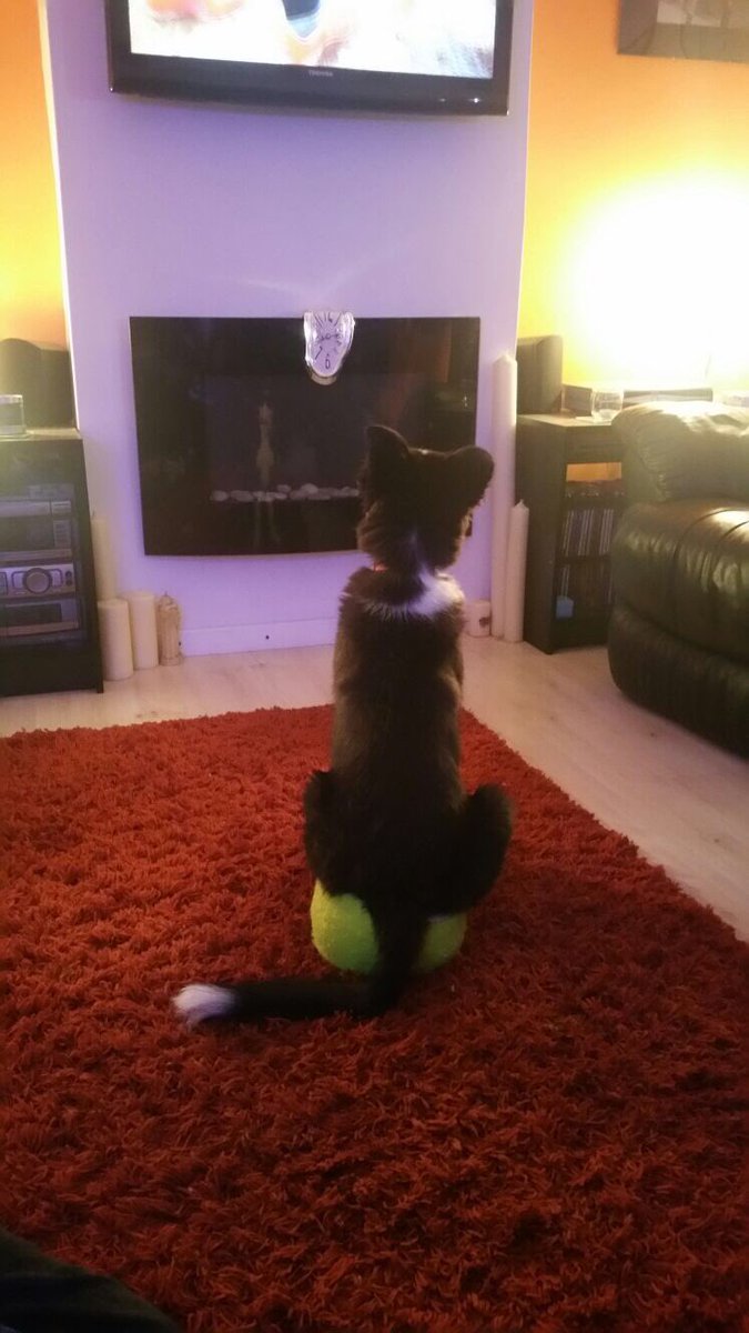 Bolt is more of a scrufts dog