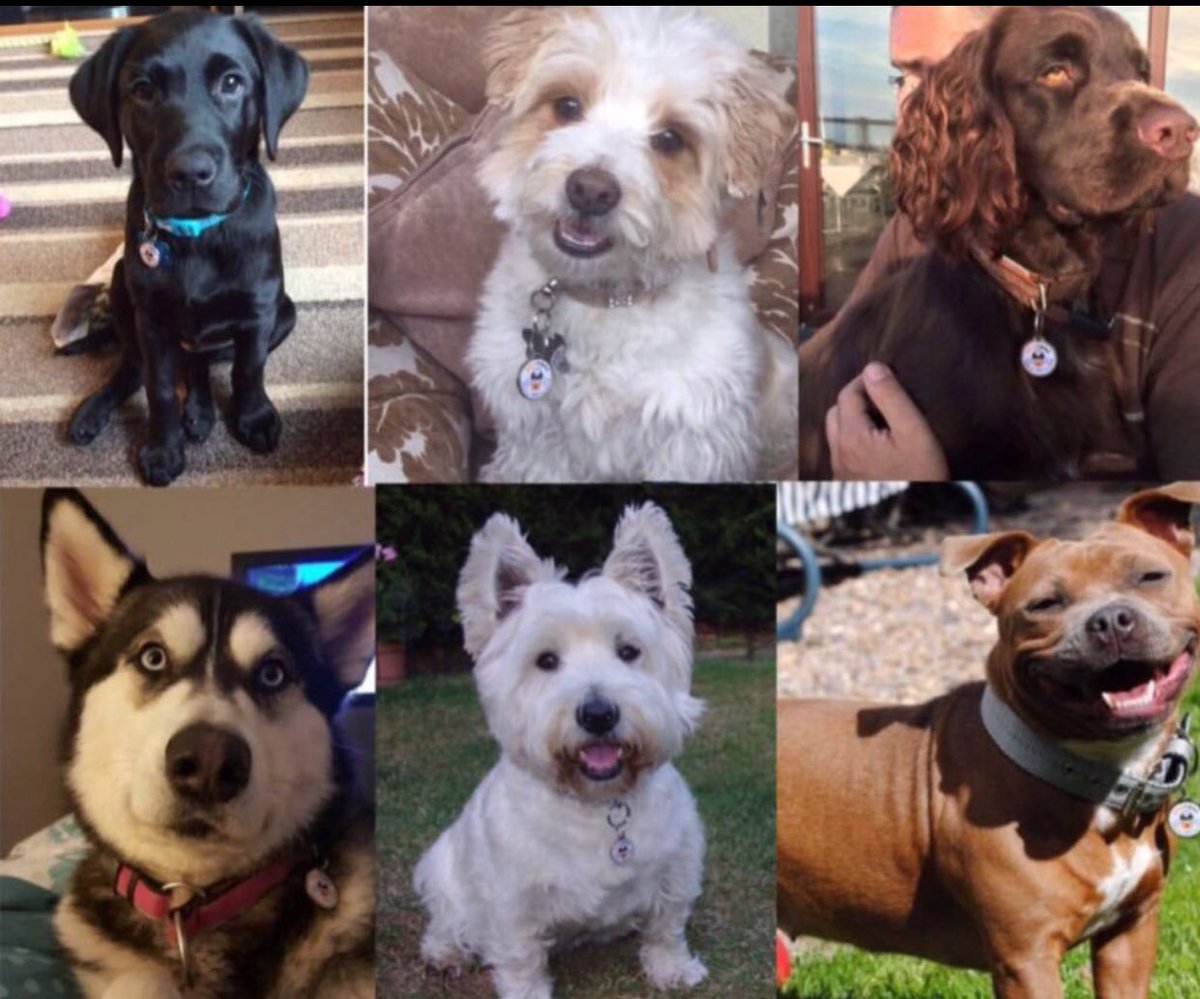 trac_dog's tweet image. Please RT &amp;amp; Follow. The more followers we have the quicker lost dogs will be found &amp;amp; reunited with their families