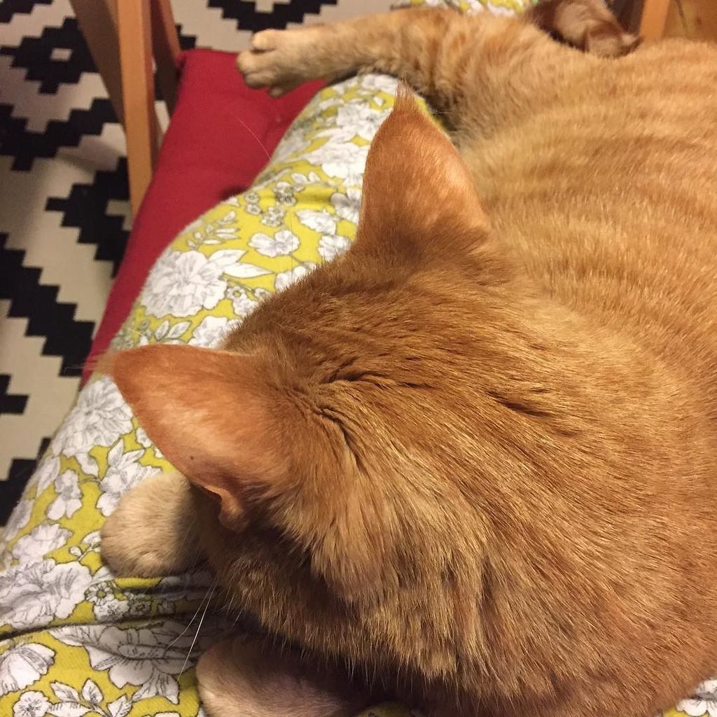 OurCatGodfrey's tweet photo. Friday night is cuddle night, purrrrr #netflixandchill #pjsftw #WeekendHumans https://t.co/xVZgyts7qS https://t.co/AlAjXRjKbq