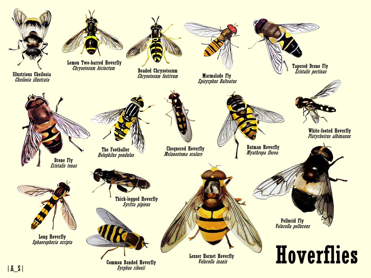 Hoverfly Identification Chart