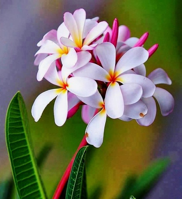 希望の花言葉 در توییتر プルメリア ハワイを代表する花としても有名は花 ホノルル空港を抜けるとプルメリアの花の香りが漂います 満月の夜明けにプルメリアの花を集めてレイ 花飾り を好きな人に渡すことができれば その夢が叶うという言い伝えがあります