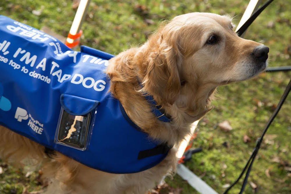 SWLondonDogs's tweet image. Innovative as ever @bluecross - I saw lots of #TapDogs at #Crufts. Such a great idea buff.ly/2nzk39I