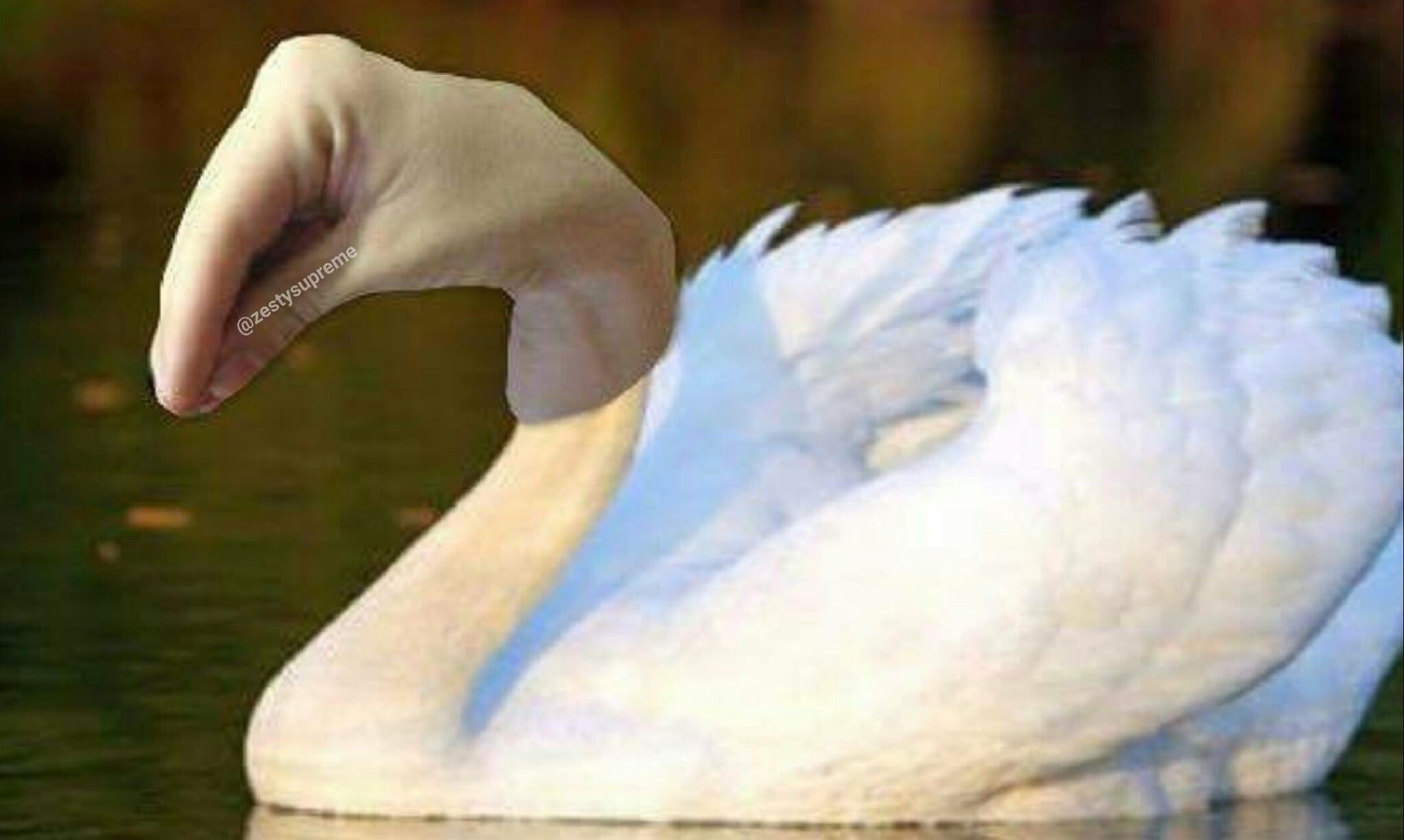Лебедь Мем