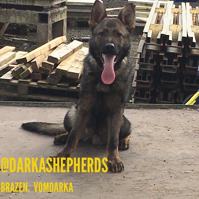 darkaK9's tweet photo. #brazen #vomdarka #darkak9 #darka #darkashepherds #darksable #czech #czechline #jinopo #jinopokennels #uk #gsd #gsd… https://t.co/ex4yRBEziU