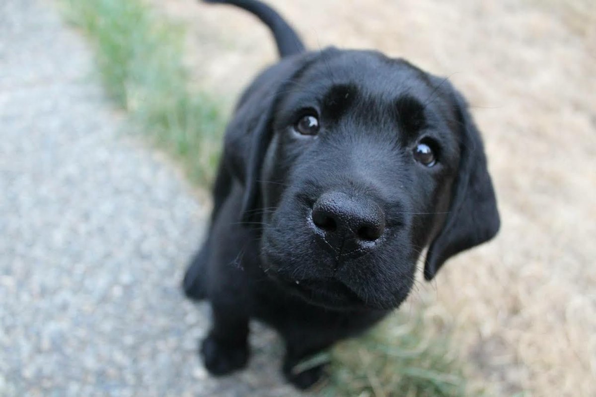Dogs 🐶 (@dailyidogs) on Twitter photo 