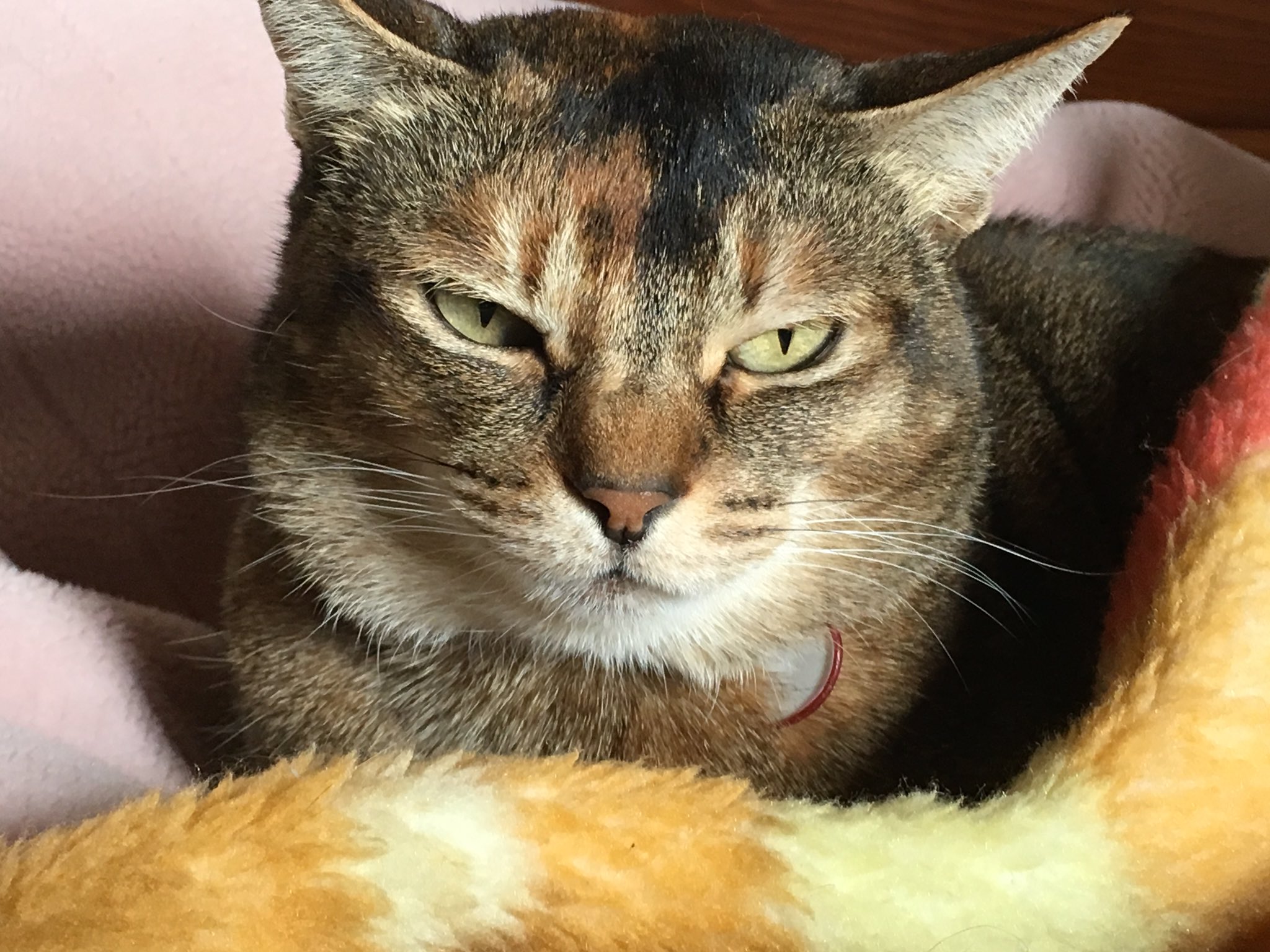 鳥居康剛 Twitterissa こんな目つき悪い猫そういないだろぅ 猫 目つき悪い 嫌われてる T Co Egauggunpe Twitter