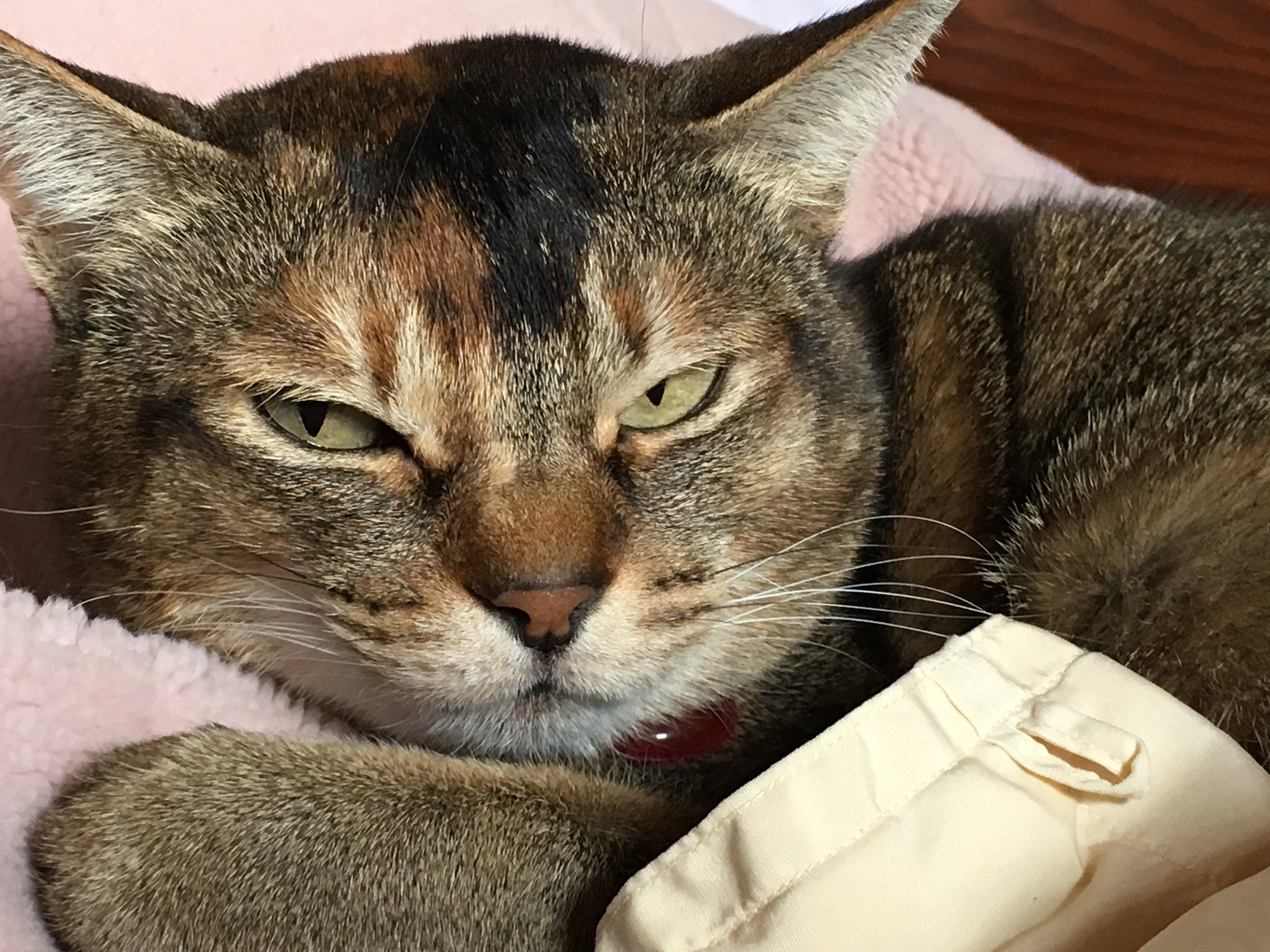 鳥居康剛 こんな目つき悪い猫そういないだろぅ 猫 目つき悪い 嫌われてる T Co Egauggunpe Twitter