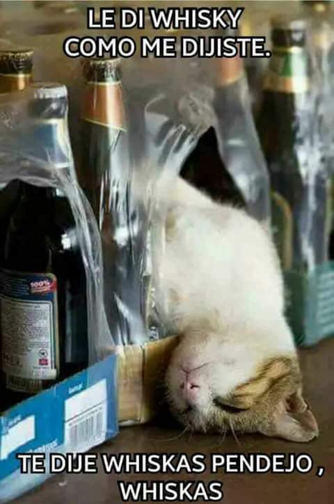 GuaTeSostenible's tweet photo. Es viernes y el gato lo sabe... 😹😹😹 https://t.co/9W7WJ9lqy1