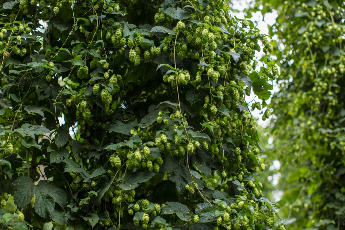 OregonHops tweet picture