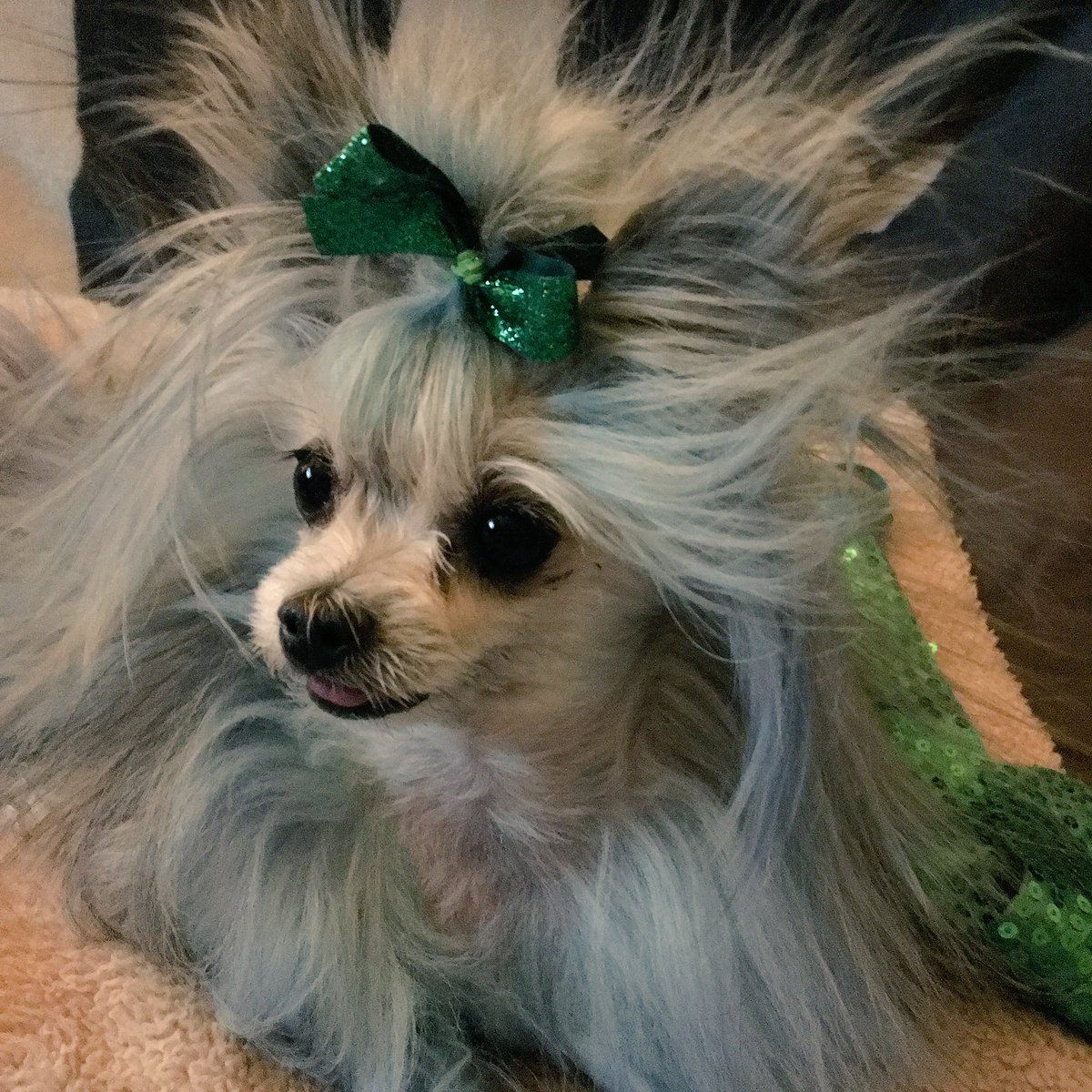 NEVERaRUFFday's tweet photo. lol  my little humming bird,#photoshootfail (readstorybelow) #dogsingreen #green #statichairnocare #positivetrainingshouldbefun https://t.co/0Xd9OoKvh0