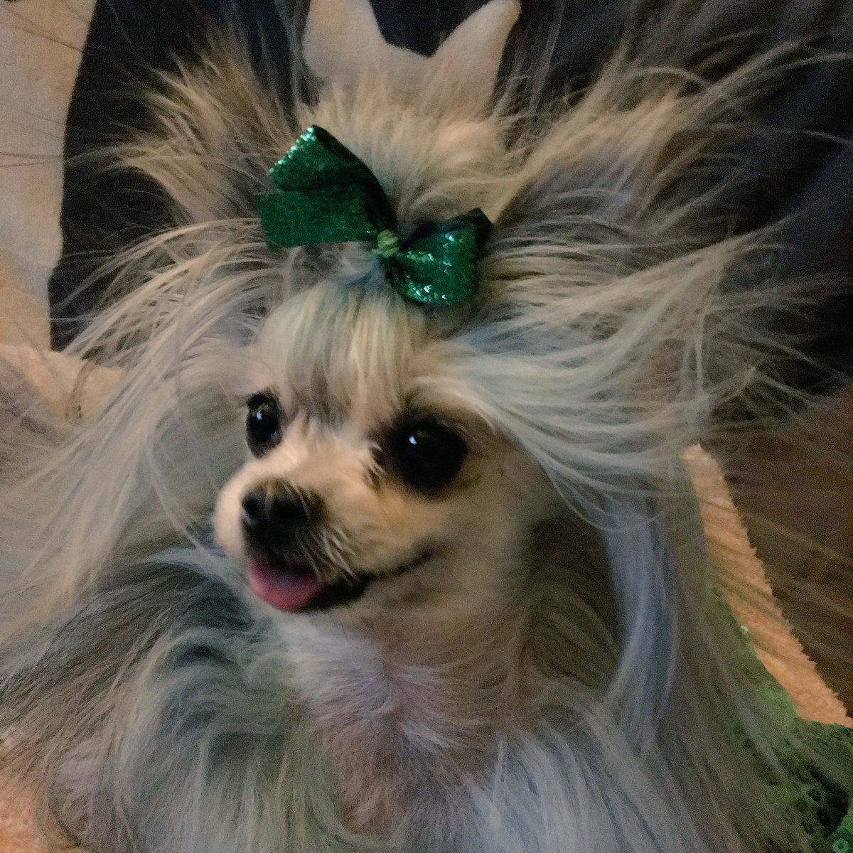 NEVERaRUFFday's tweet photo. lol  my little humming bird,#photoshootfail (readstorybelow) #dogsingreen #green #statichairnocare #positivetrainingshouldbefun https://t.co/0Xd9OoKvh0
