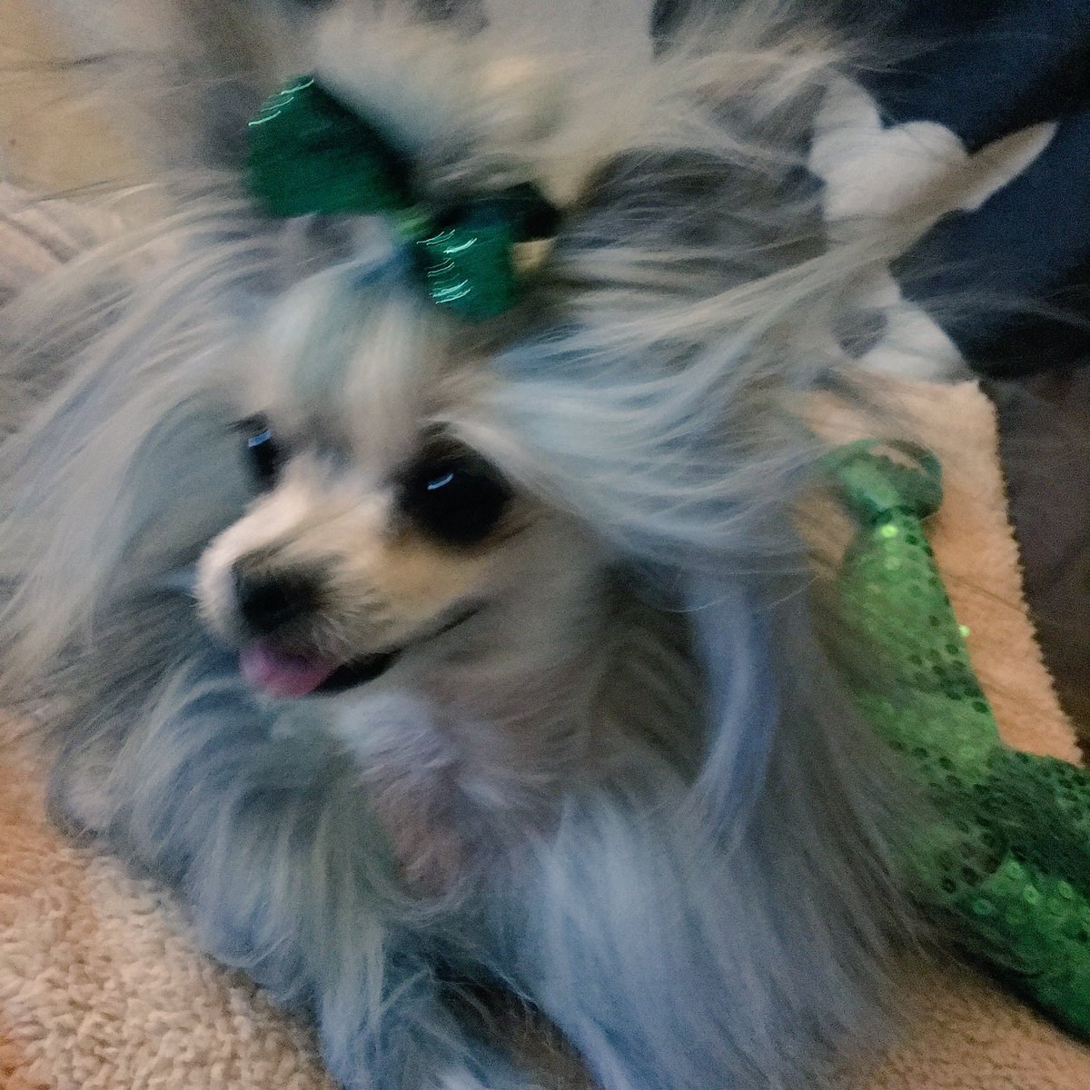 NEVERaRUFFday's tweet photo. lol  my little humming bird,#photoshootfail (readstorybelow) #dogsingreen #green #statichairnocare #positivetrainingshouldbefun https://t.co/0Xd9OoKvh0