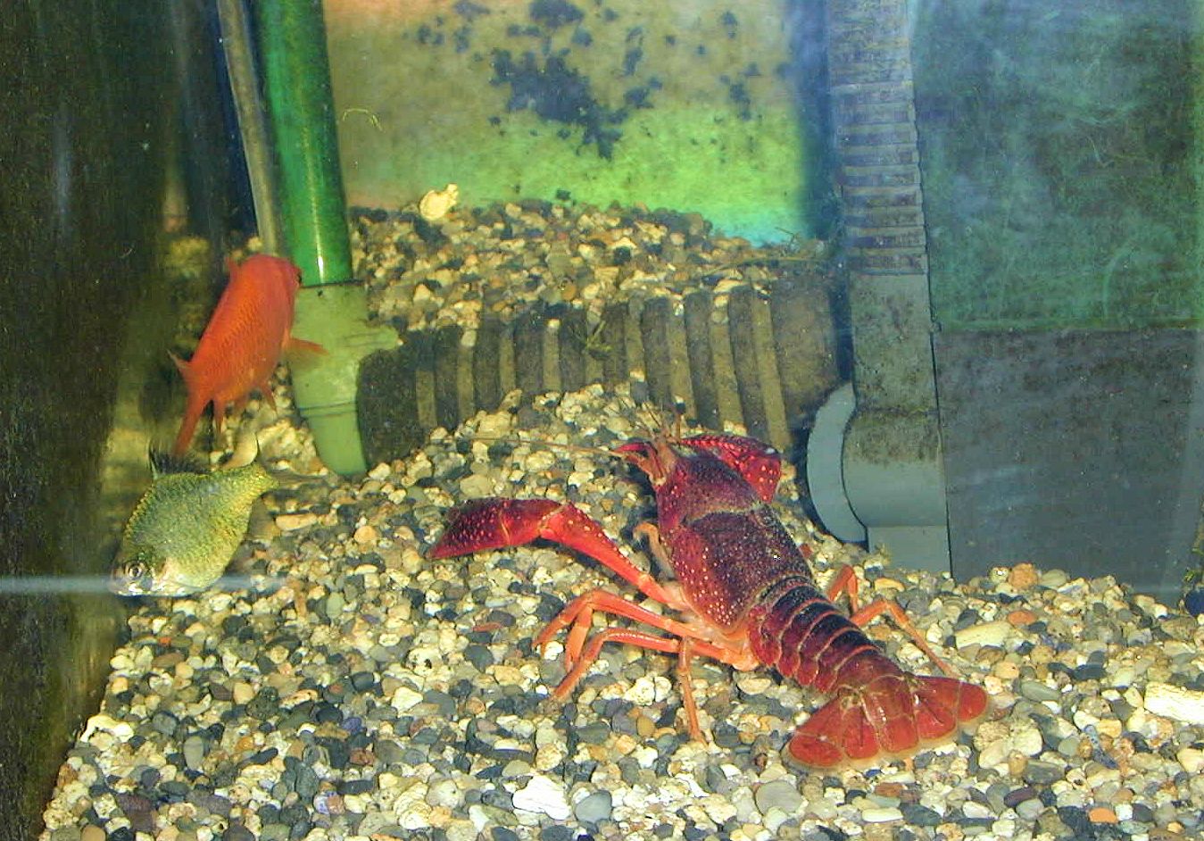 サンシャイン気仙沼 アメリカザリガニ この９０ 水槽はとても面白い混泳で アメザリとミドリガメと金魚とカネヒラとウグイとモツゴとグリーンスマトラとレッドテールブラックシャークなどが仲良く住み分けて暮らしております ちょっとでも油断していると