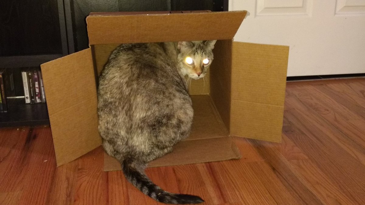 mhoncharuk's tweet photo. Different cat, different box. #catsinamazonboxes #jjgo https://t.co/BqefPC57kR