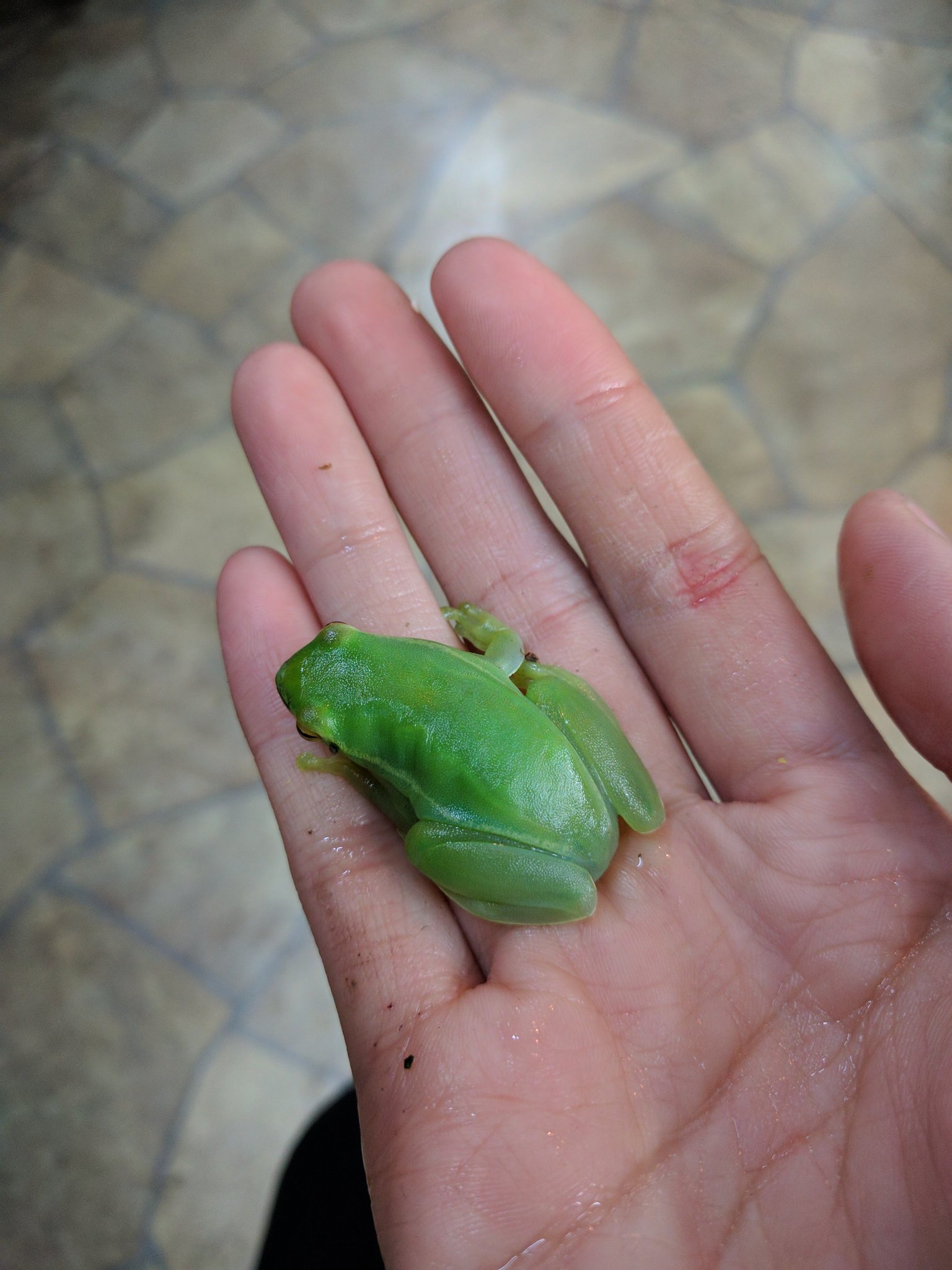 正規通販 オオトガリハナアマガエル カエル