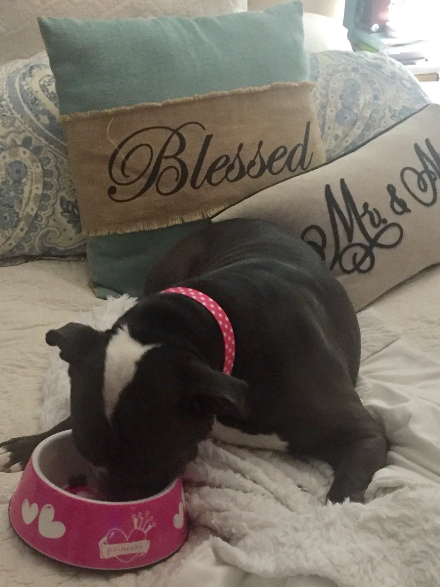IgnacioTammy's tweet photo. She ❤ dinner in bed @BaggyBulldogs @BulldogBonanza #TGIF #MacyMae #Rescue https://t.co/cwezmyHFfq