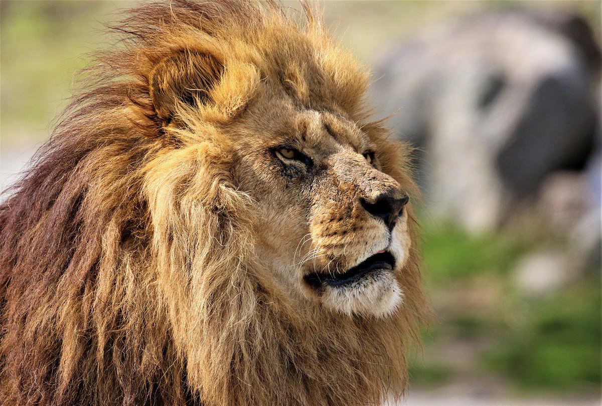 アフリカンサファリ 公式 Twitterissa ライオンらしく撮れました カッコ良さ２割増しで 笑 ライオン アフリカンサファリ