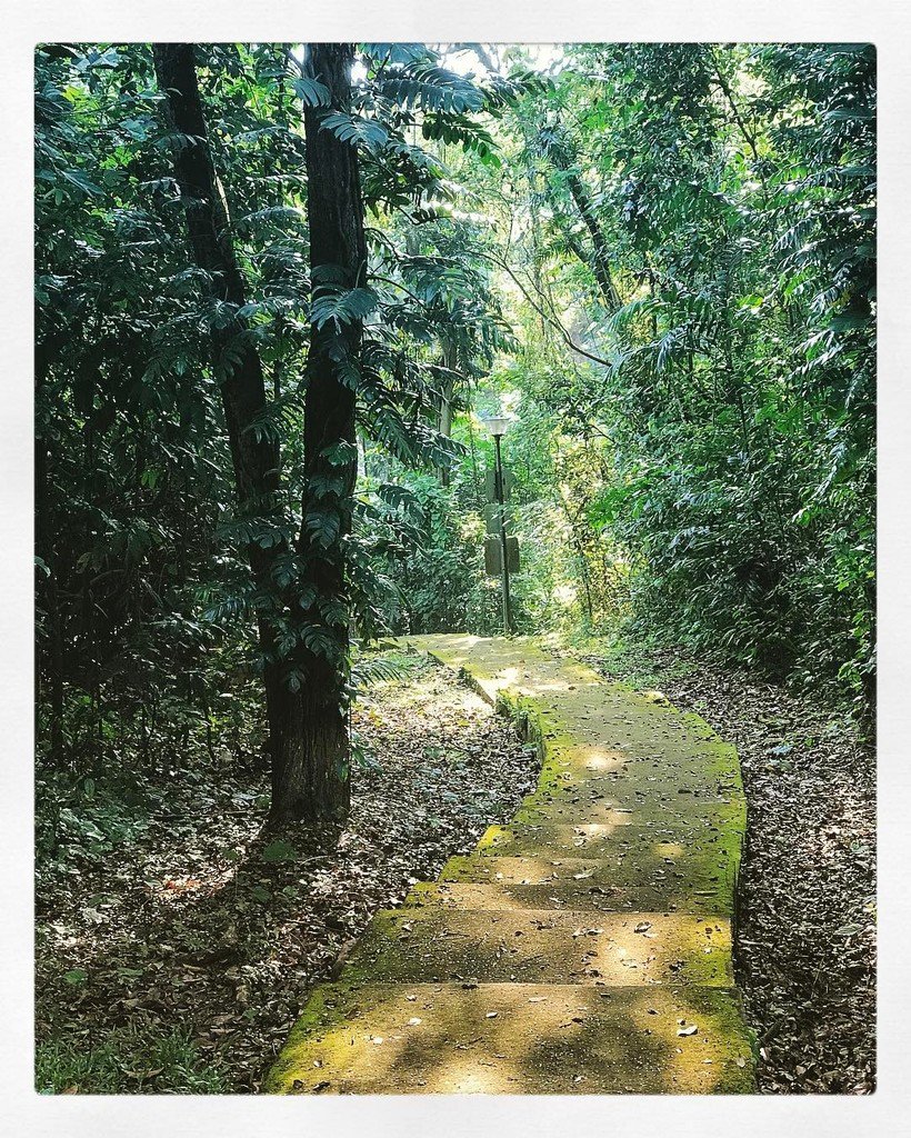 rovinglight's tweet photo. Sunlit Path #travel #singapore #mtfaber #park #greensingapore #sunlight #ShotOniPhone7plus⦠https://t.co/Z7X4TPgnJP https://t.co/GYMyehgVxO