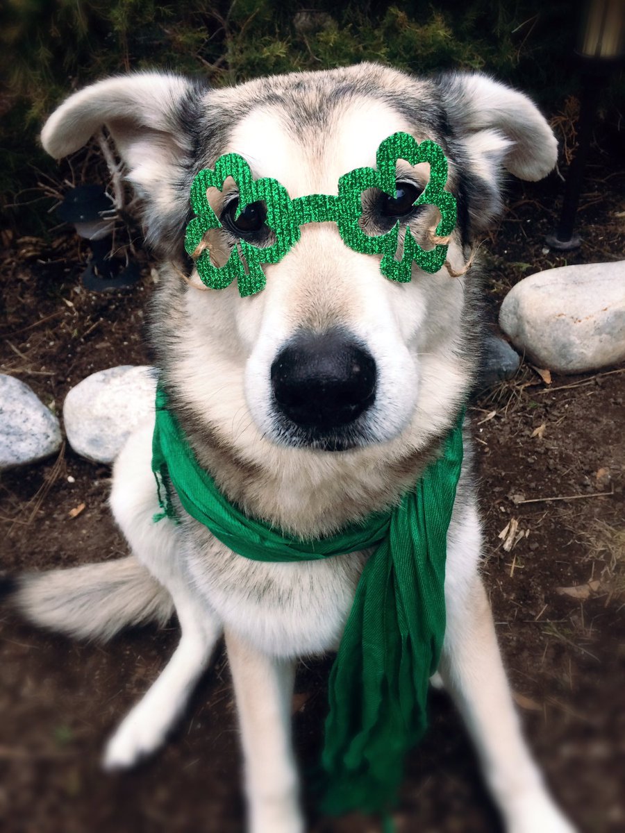 #HappyStPatricksDay from all of us at "Shamrock" Hounds!!☘️🍺 #shamrock #dogtreats #dogs #dogsofinstagram #cute #penticton #okanagan #goodboy