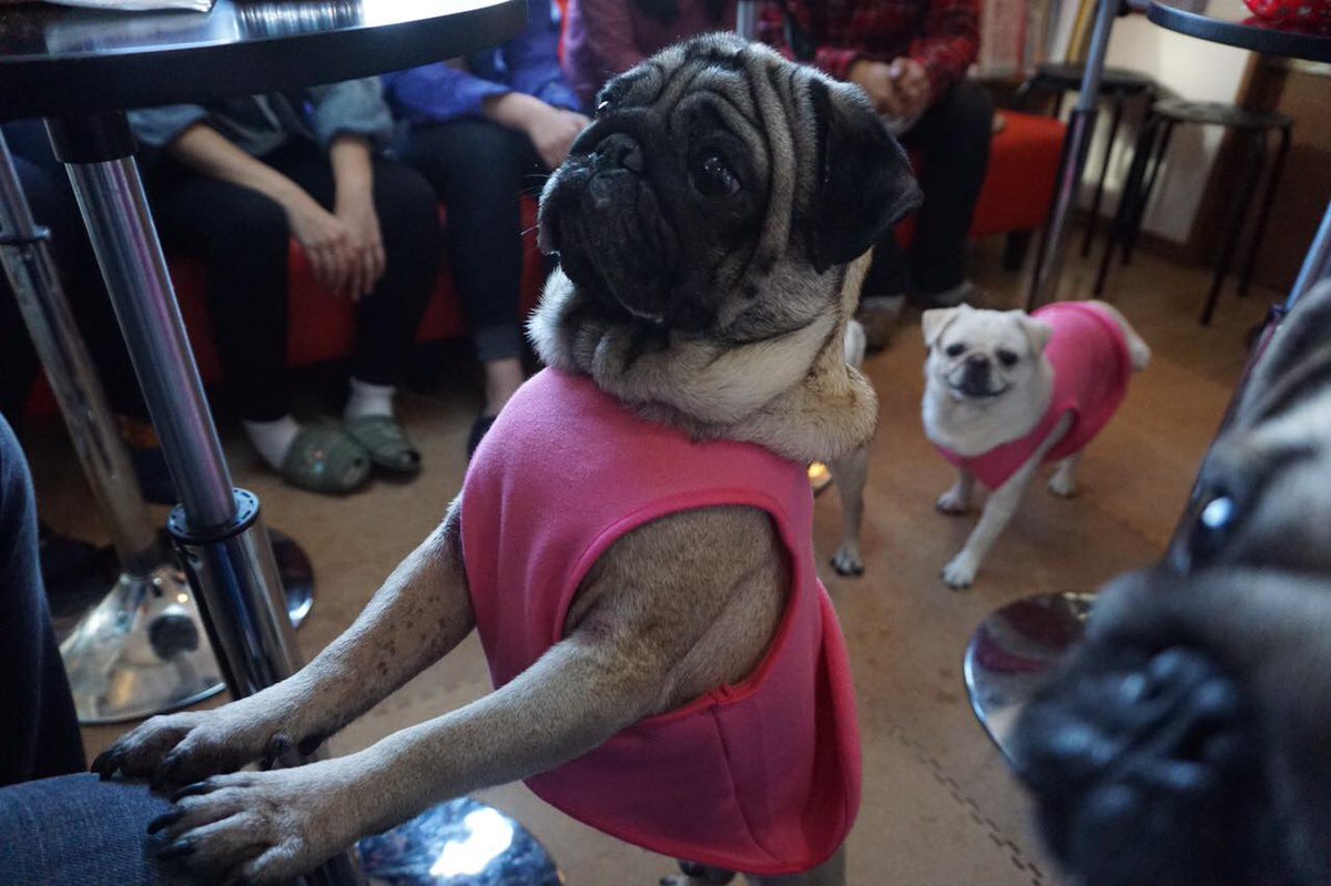 Miss O Kistic Went To A Pug Cafe In Kyoto T Co Aywiqrbcna Twitter
