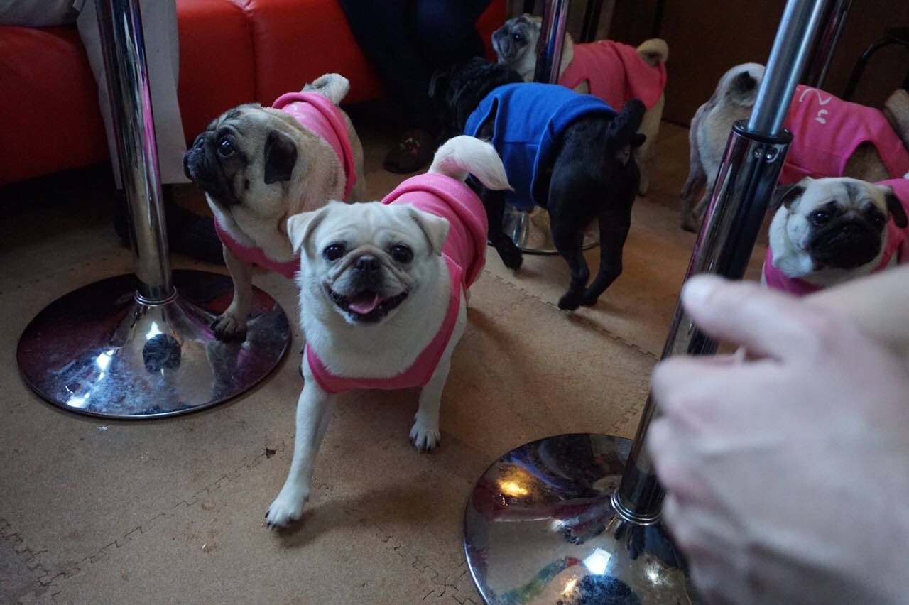 Miss O Kistic Went To A Pug Cafe In Kyoto T Co Aywiqrbcna Twitter