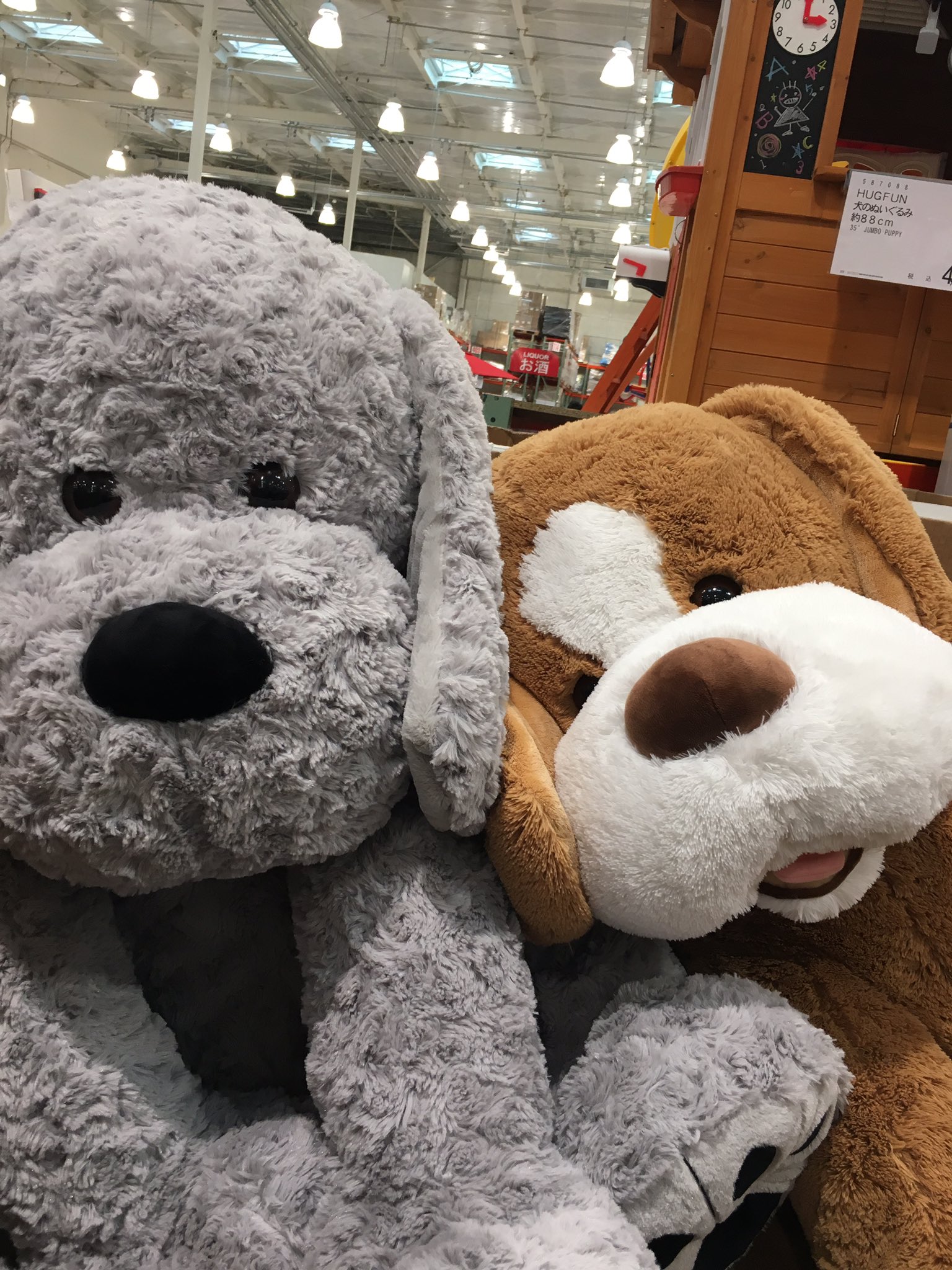 まいまい コストコなう 犬のぬいぐるみ売っとった O 買わないけど コストコ岐阜羽島 T Co Ay27vnnsol Twitter