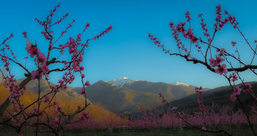 Journée qui se lève.. les derniers pêchers en fleurs qui ouvrent la vue sur le Canigou ! <a href="/pyrenees_fr/">Escapades en PO</a> <a href="/Canigo_Conflent/">Destination Conflent Canigó</a>