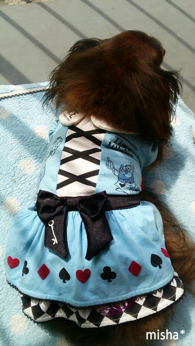 colore224422's tweet photo. うちの アリスを着たお嬢ちゃま
日光浴中 ◌｡˚✩. ゜*。:゜
このような景色をみておりますℓσνє♡ https://t.co/kv7cTTmAdL