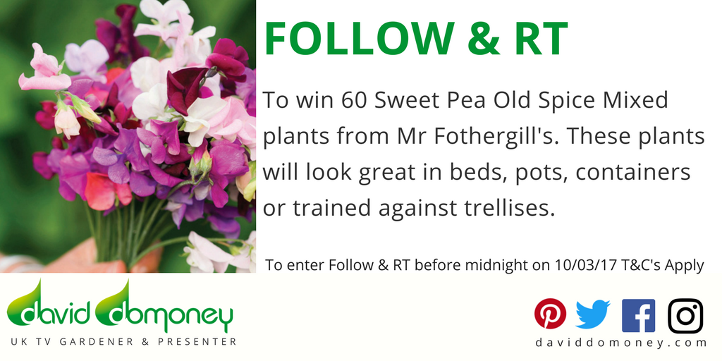 #Follow &amp; #RT to enter my prize draw &amp; win 60 Sweet Pea Plants by <a href="/mrfothergill/">Mr Fothergills Seeds</a>. #Competition T&amp;C’s bit.ly/2mG2ib5