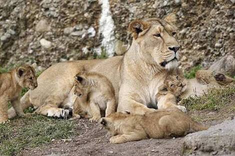 mpparimal's tweet image. #AsiaticLion of #Gir: #Kuno not needed! #Gujarat good! Lions&apos; 3 fold growth:170 in 1965 to 523 in  2015! #NWLB #IUCN
