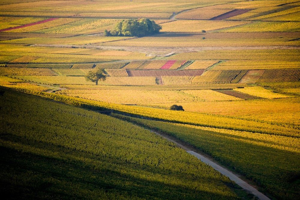 BourGermain's tweet photo. Devenir ambassadeur des climats de Bourgogne https://t.co/bDPN0PeOog https://t.co/kaUeFPKslx