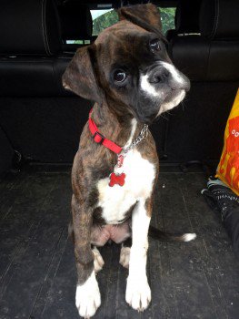 millypod1's tweet photo. 🆘#Lost #ScanMe Boxer #PUPPY Female
Upper Chobham Road #Camberley #Surrey #GU15 
https://t.co/hVdHVbtp1u https://t.co/4dHlgv7fMG