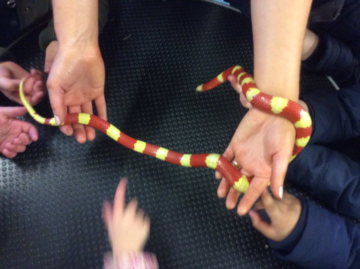 MVP__Foundation's tweet photo. The children were all intrigued, inquisitive and brave in the reptile house. Can they name these reptiles? @WigfieldFarm https://t.co/1ytVtQpdLs