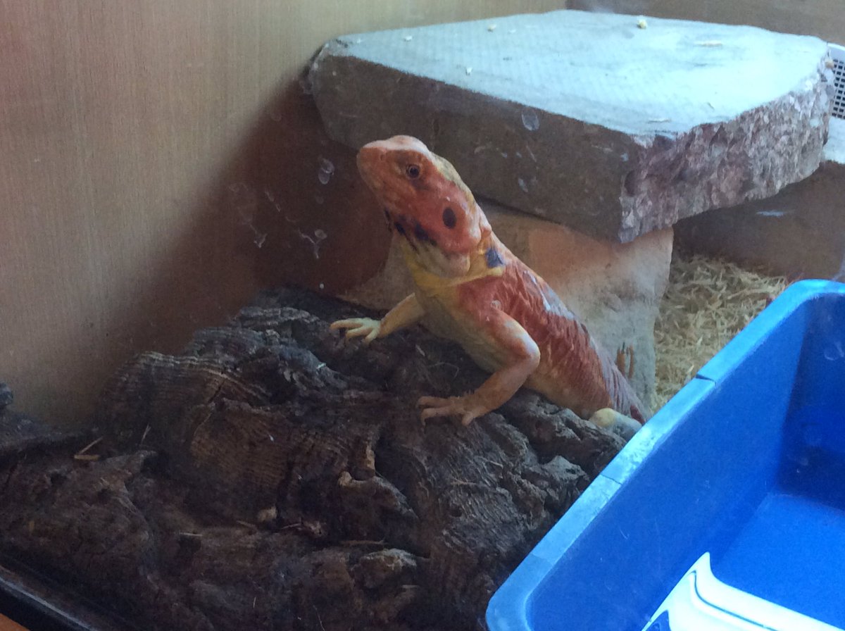 MVP__Foundation's tweet photo. The children were all intrigued, inquisitive and brave in the reptile house. Can they name these reptiles? @WigfieldFarm https://t.co/1ytVtQpdLs