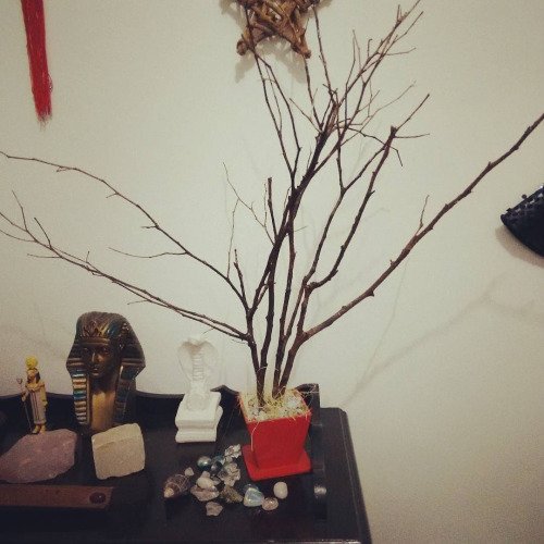 CubixChess's tweet image. #myroom #tree #egypt #room #galhossecos #stone #quartzo #snake...
