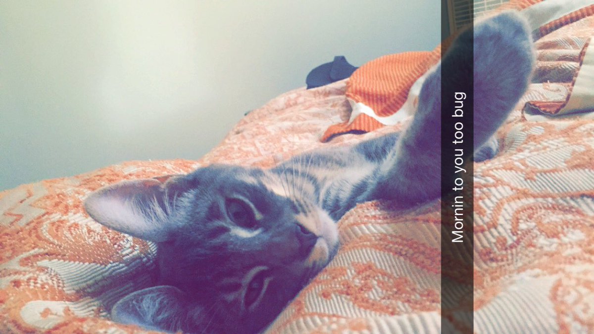 Caihla's tweet photo. Missin my little bug. Hope some lucky family found him and is lovin on himm💜 https://t.co/AdlZy4yZKz