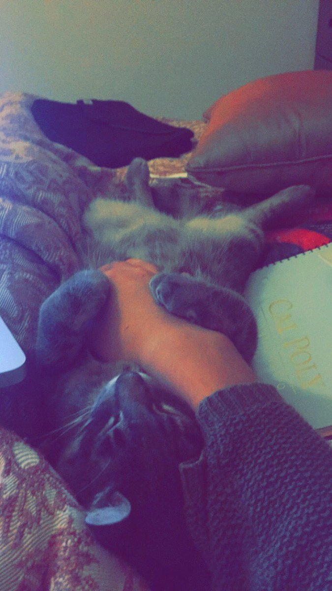 Caihla's tweet photo. Missin my little bug. Hope some lucky family found him and is lovin on himm💜 https://t.co/AdlZy4yZKz