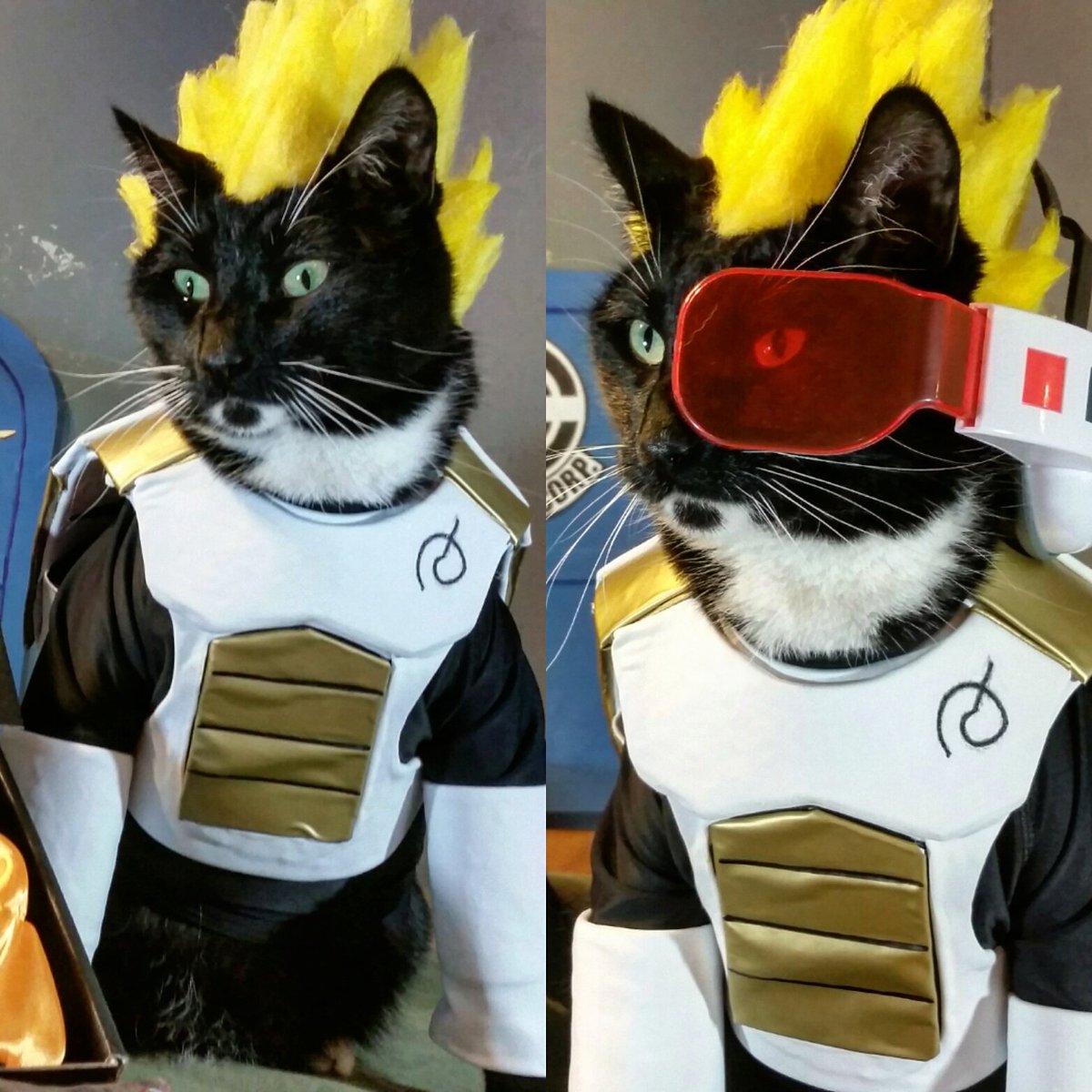 Cat Cosplay tweet media