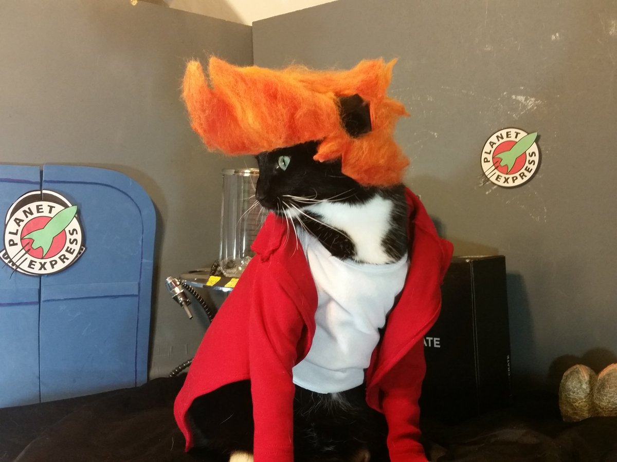 Cat Cosplay tweet media