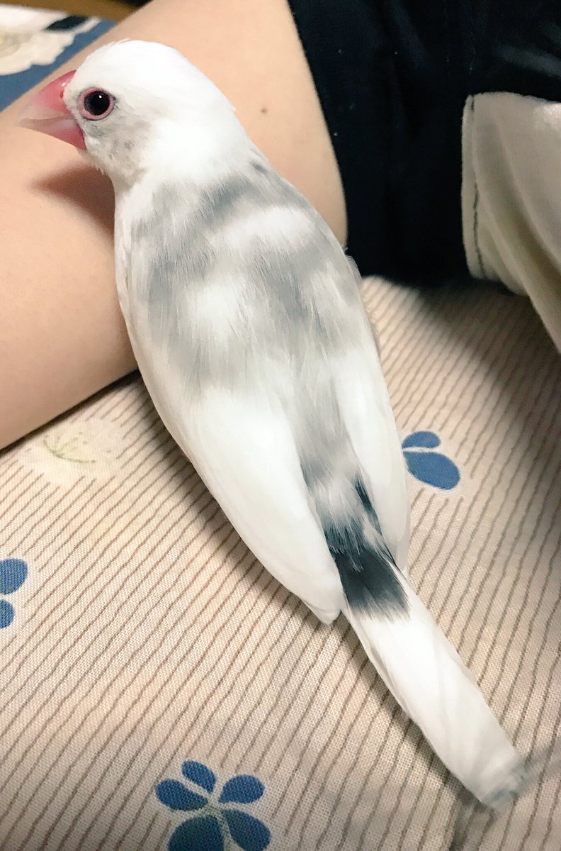 mi_harahara's tweet photo. おひさしぶりになりました〜😅三連休文鳥ズとゆっくりします😌💞 https://t.co/hv4dA0dlVE