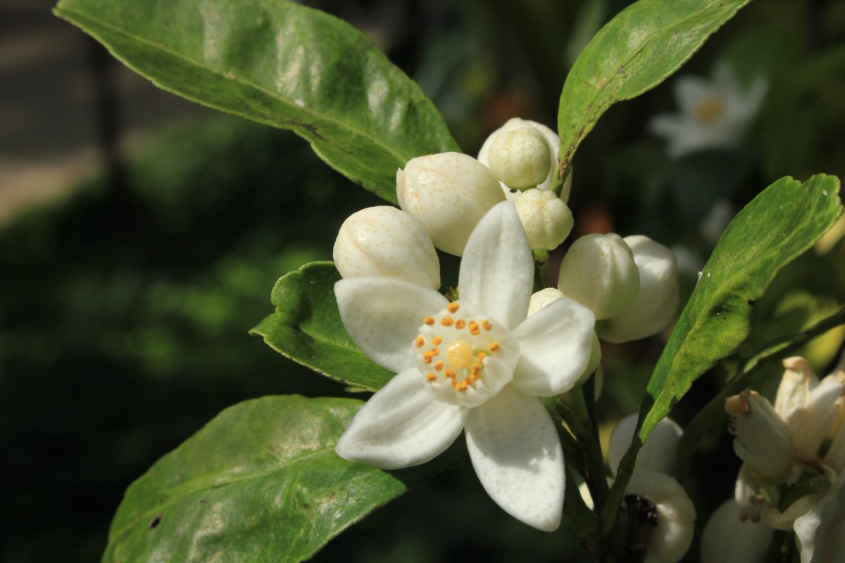 咲くやこの花館 No Twitter 熱帯花木室でふわりとよい香りを漂わせているこちらのお花は ヒラミレモン 皆さんに馴染みのあるのは シークワーサー という呼び名でしょうか 実はシークワーサーというのは 沖縄 での呼び方で 方言がそのまま全国に浸透しているん 咲くやこの花館 No Twitter 熱帯花木室でふわりとよい香りを漂わせているこちらのお花は ヒラミレモン 皆さんに馴染みのあるのは シークワーサー という呼び名でしょうか 実はシークワーサーというのは 沖縄 での呼び方で 方言がそのまま全国に浸透しているん