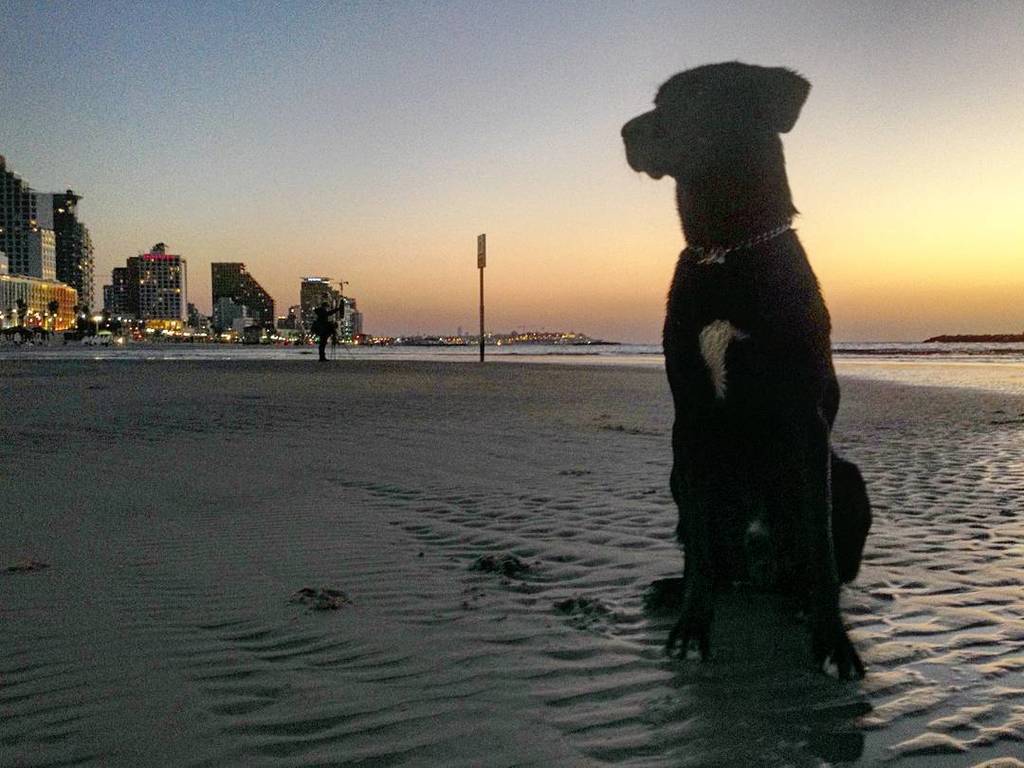 SunsetTLV's tweet photo. Guardian of the City https://t.co/2XN9CQw0yE https://t.co/Ma7McJIVW6