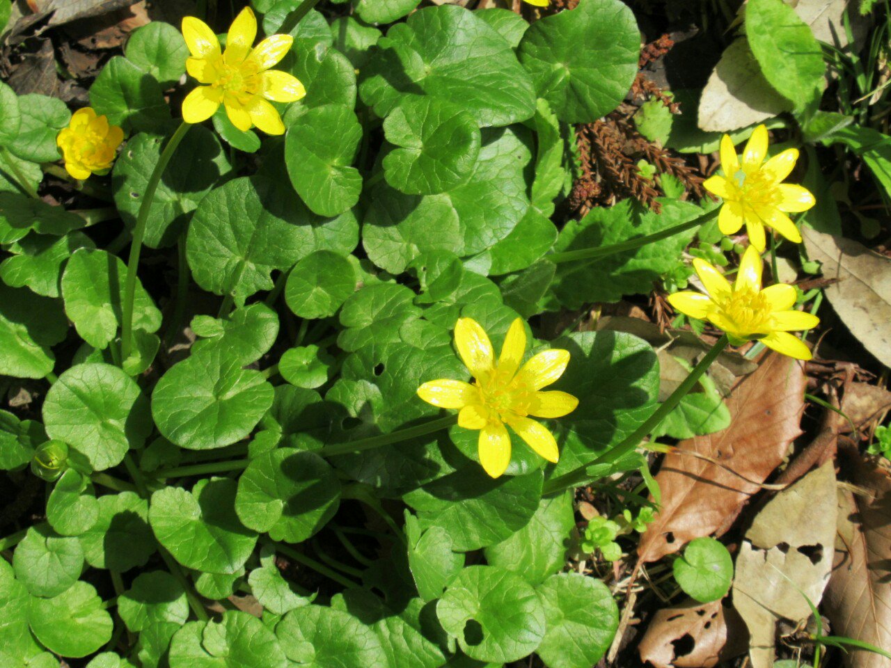 雑草図鑑 準備中 69 ヒメリュウキンカ キンポウゲ科 欧州原産 近年渡来 園芸図鑑や野草図鑑にはあまり載っていないが 野山に野生化して全国的にはびこっている 園芸用としては丈夫で葉も花も見栄えがして晩冬から咲くしということで八重など