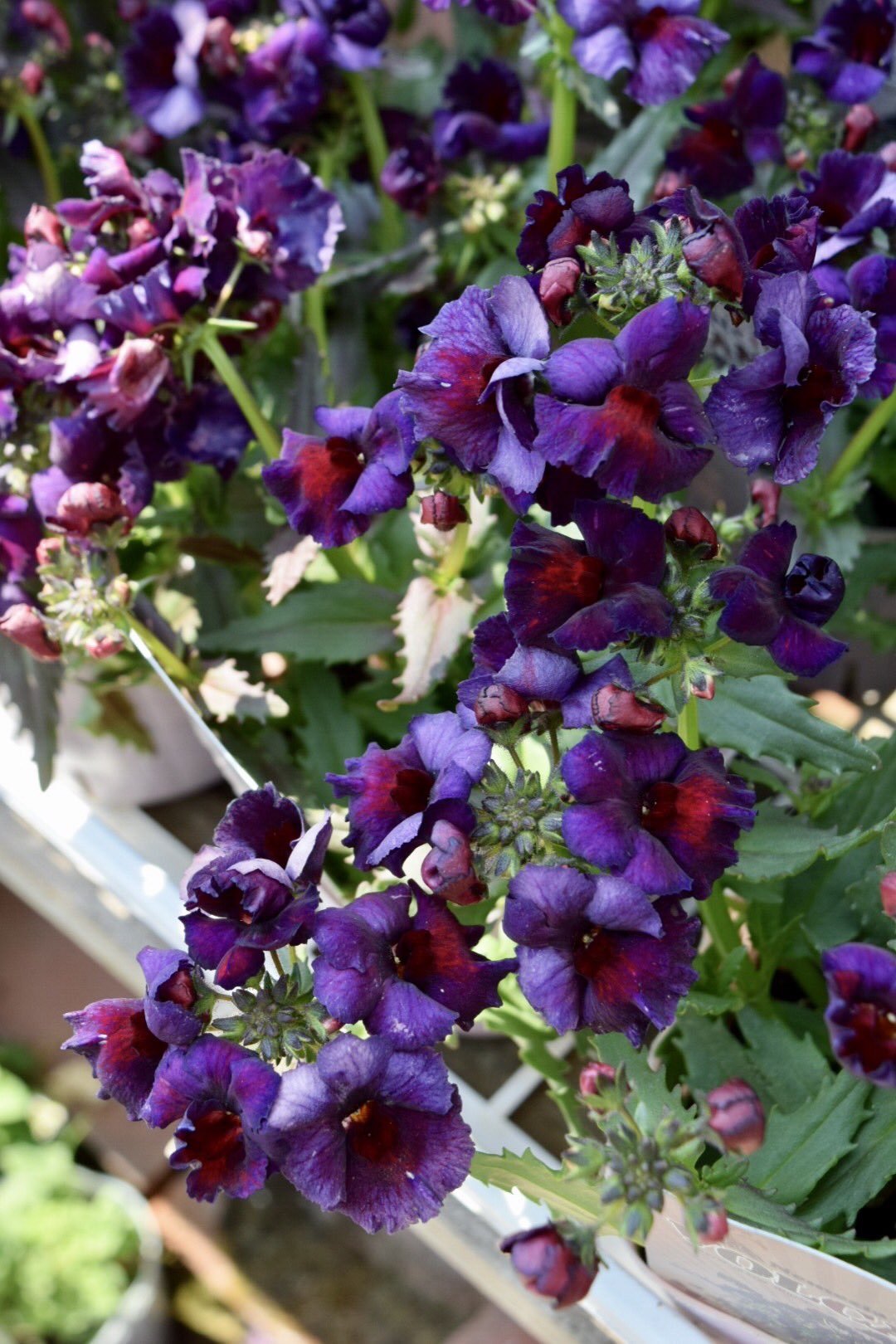 わたなべ花壇 入荷速報 ネメシア ボルケーノ かっちょい まさにボルケーノ 花 わたなべ花壇 T Co Togxtmivh9 Twitter