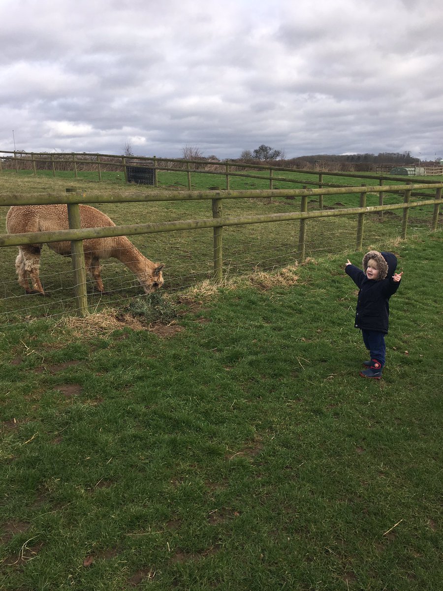 amyannerose's tweet photo. Alpaca hunting with this little guy. We found one! @Joulesclothing #mygreatescape https://t.co/qsOW8E4YjN