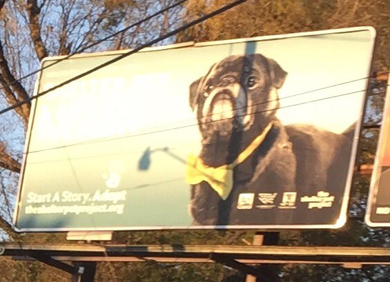 monkeytechahoo's tweet photo. @HamiltonPug You're in our city!😎😍#AdoptDontShop #seniordogsrock #pugsrule https://t.co/7lAzqHLmd9