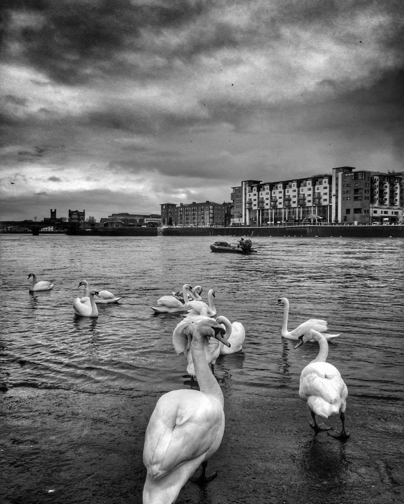 Peter_O_Toole's tweet photo. Waiting to take take #fireswift out for the #stpatricksday #parade
#swans #swan #limerick… https://t.co/e4pOm2BKx3 https://t.co/ja8BnTtNhs