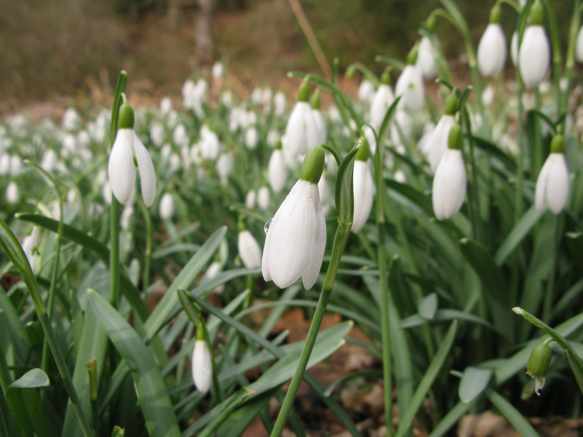 TrackATree's tweet photo. First #TrackATree visits of 2017, I've spied lesser celandine, snowdrops and hazel catkins! #springinthewoods blog: https://t.co/9TlfFELrNr https://t.co/sgQ3mSEEYK